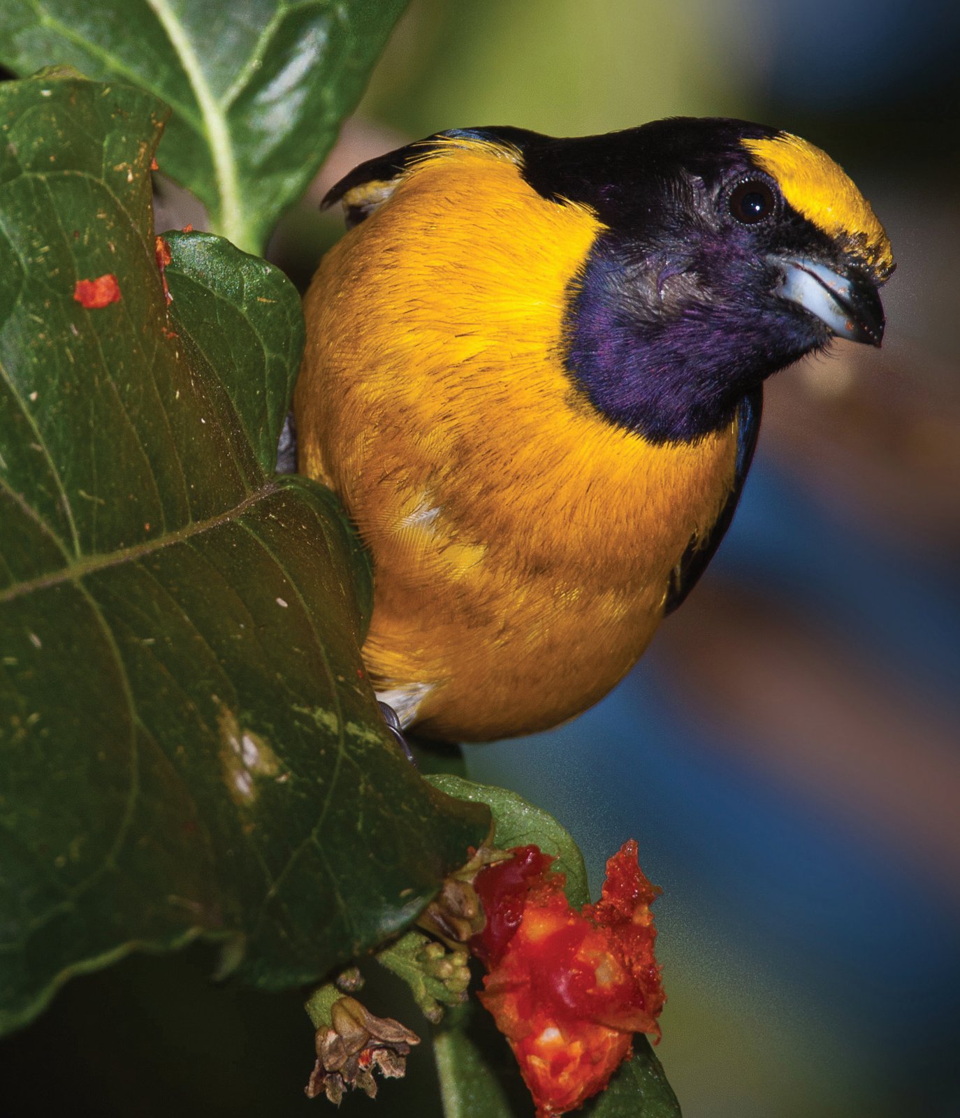 Euphonia chlorotica.