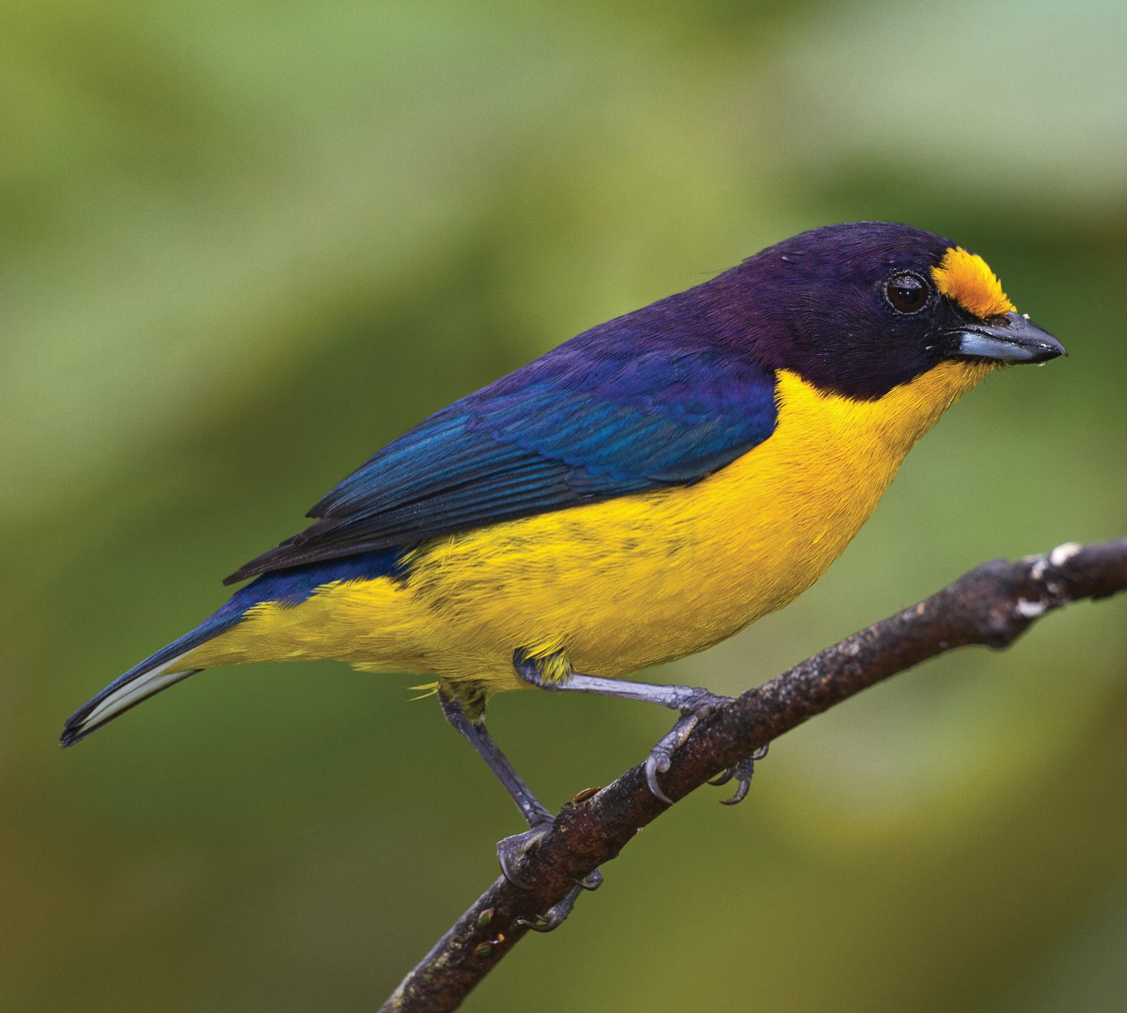 Euphonia violacea.