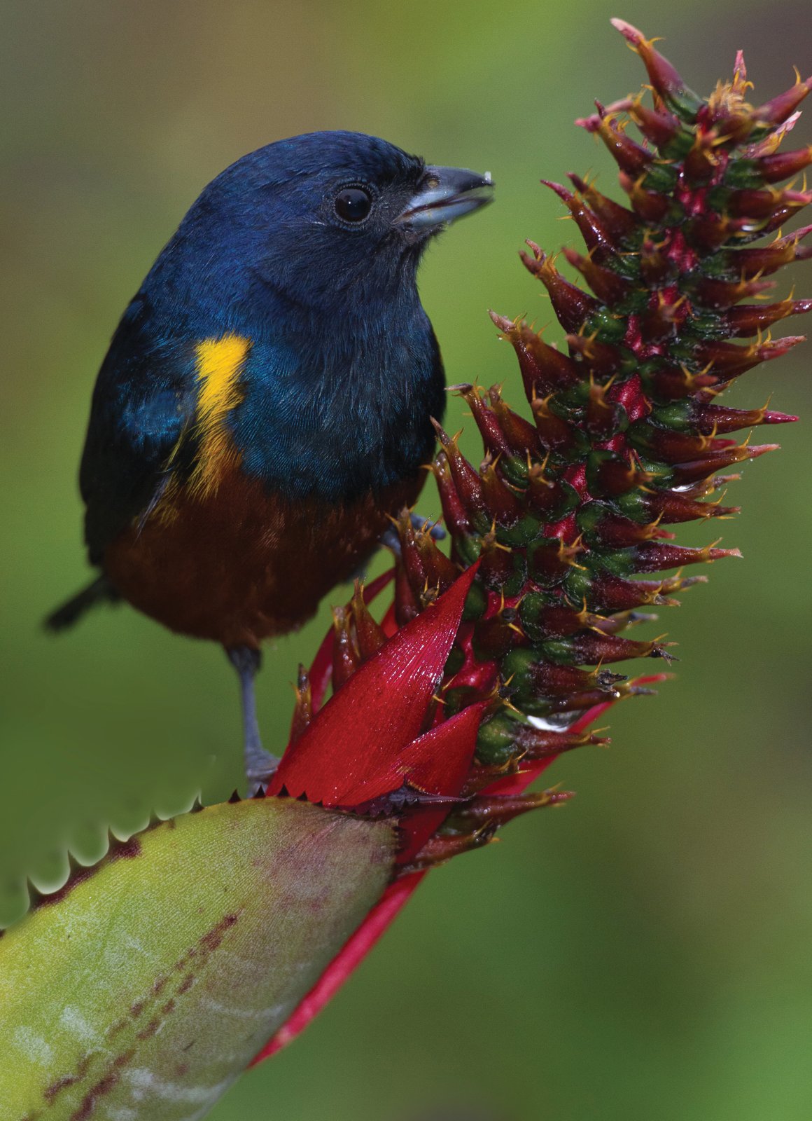 Euphonia pectoralis.