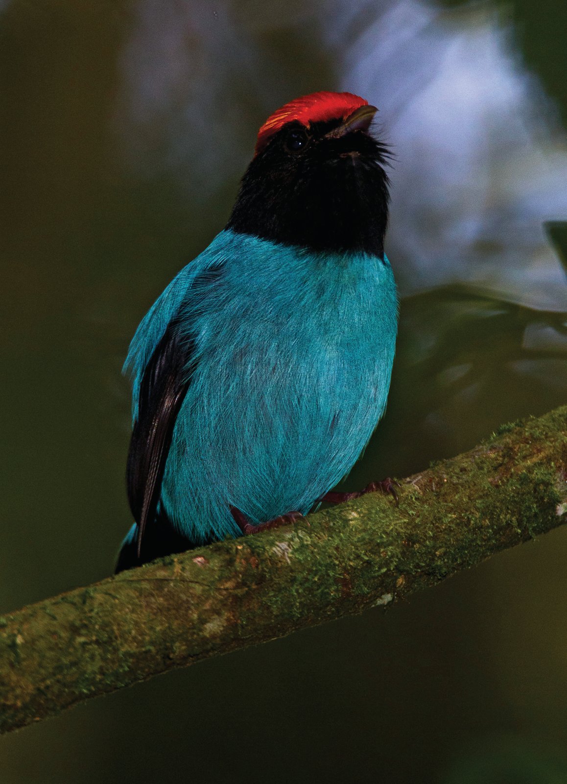 Chiroxiphia caudata.