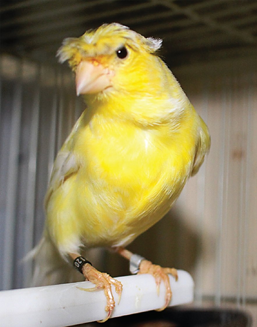 Canario Timbrado.