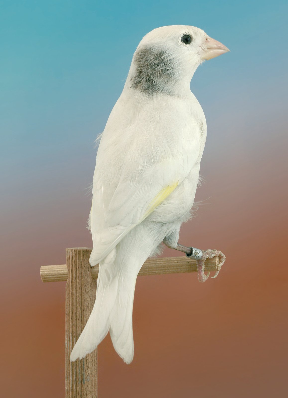 Doble página anterior. Izquierda: Macho híbrido blanco dominante y casi totalmente lipocrómico, con la excepción de la mancha oscura perceptible a los lados de la mejilla izquierda. Derecha: F1 híbrido blanco dominante y totalmente lipocrómico (ausencia total de mancha melánica alguna).
