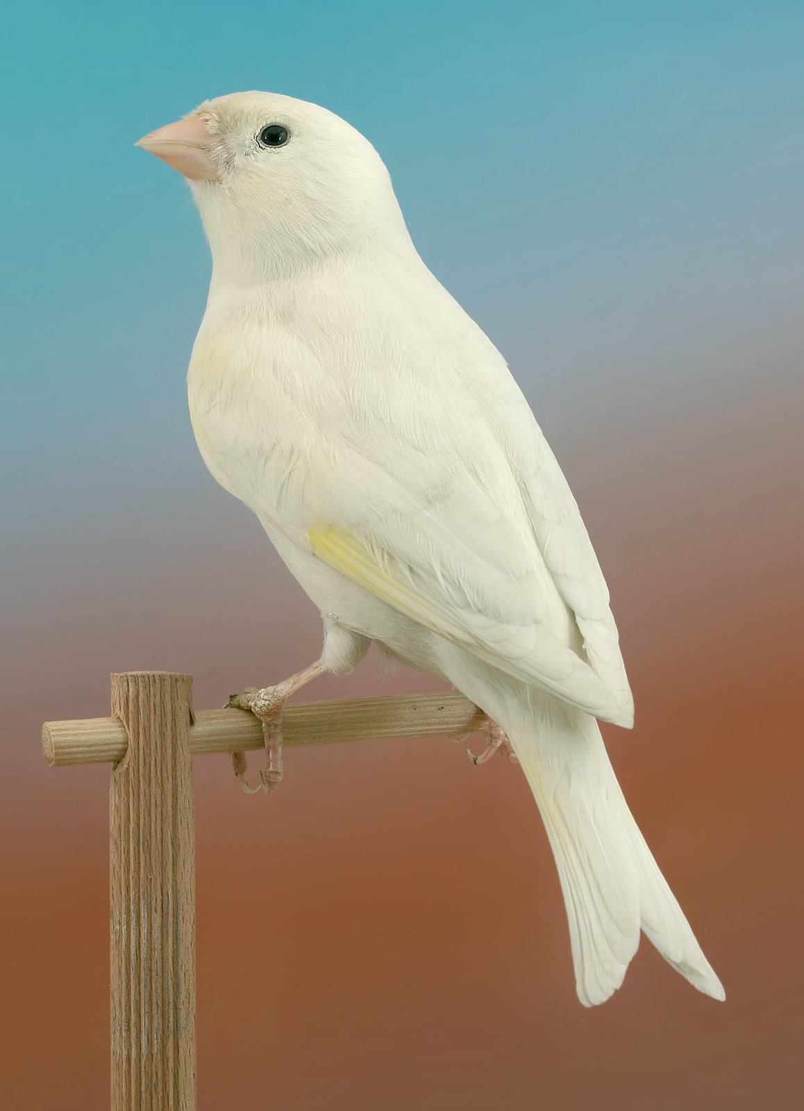 Doble página anterior. Izquierda: Macho híbrido blanco dominante y casi totalmente lipocrómico, con la excepción de la mancha oscura perceptible a los lados de la mejilla izquierda. Derecha: F1 híbrido blanco dominante y totalmente lipocrómico (ausencia total de mancha melánica alguna).