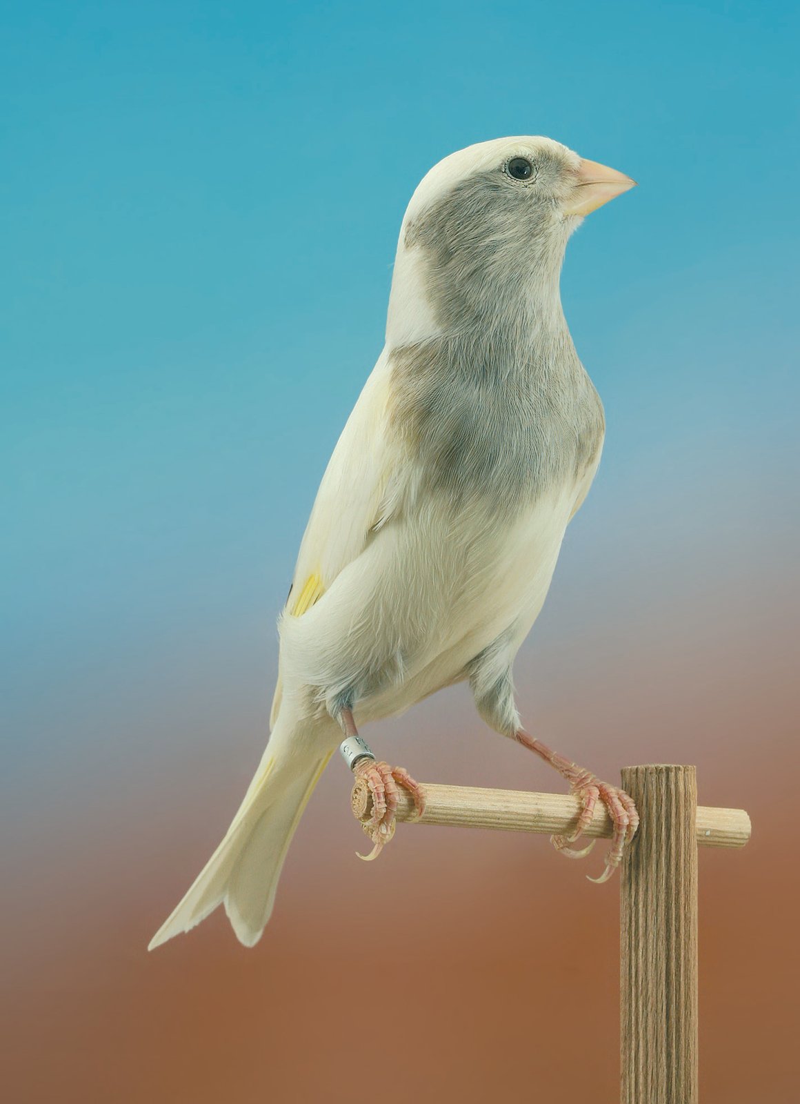 Pág. siguiente: Macho híbrido blanco dominante con acianismo parcial.