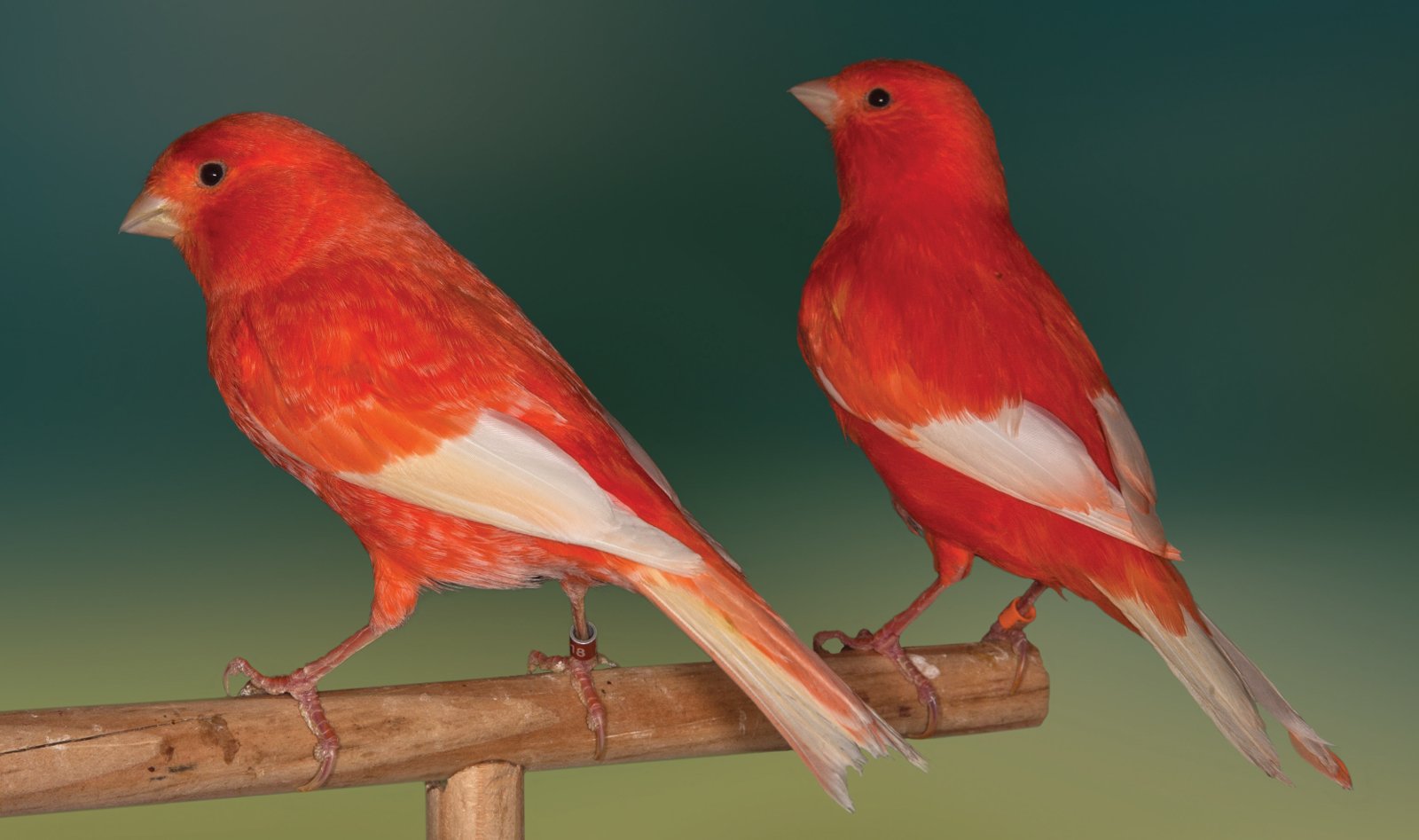 Arriba: Pareja de rojos alas blancas con pequeñas depósitos de lipocromo rojo y amarillo en las plumas remeras y timoneras. Foto: Javier Mas.