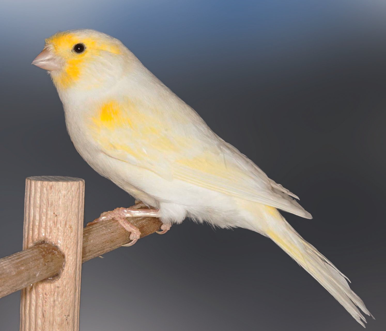 Izda.: Canario Amarillo lipocrómico que, tras haber comido carotenos se le ha subido el tono del lipocromo, especialmente en las zonas de elección del mosaico, donde las plumas son más pequeñas. Foto: Miguel Ángel Jiménez.