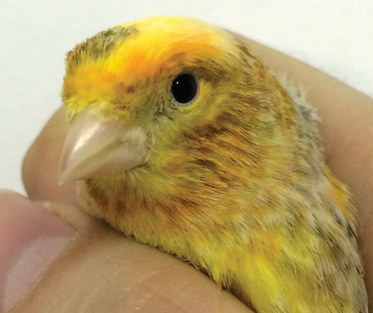 Abajo: Canario Lizard que ha comido carofil rojo. Podemos ver lo que es el “doré”: el lipocromo amarillo de las plumas se torna de un color naranja. Foto: Miguel Ángel Jiménez.