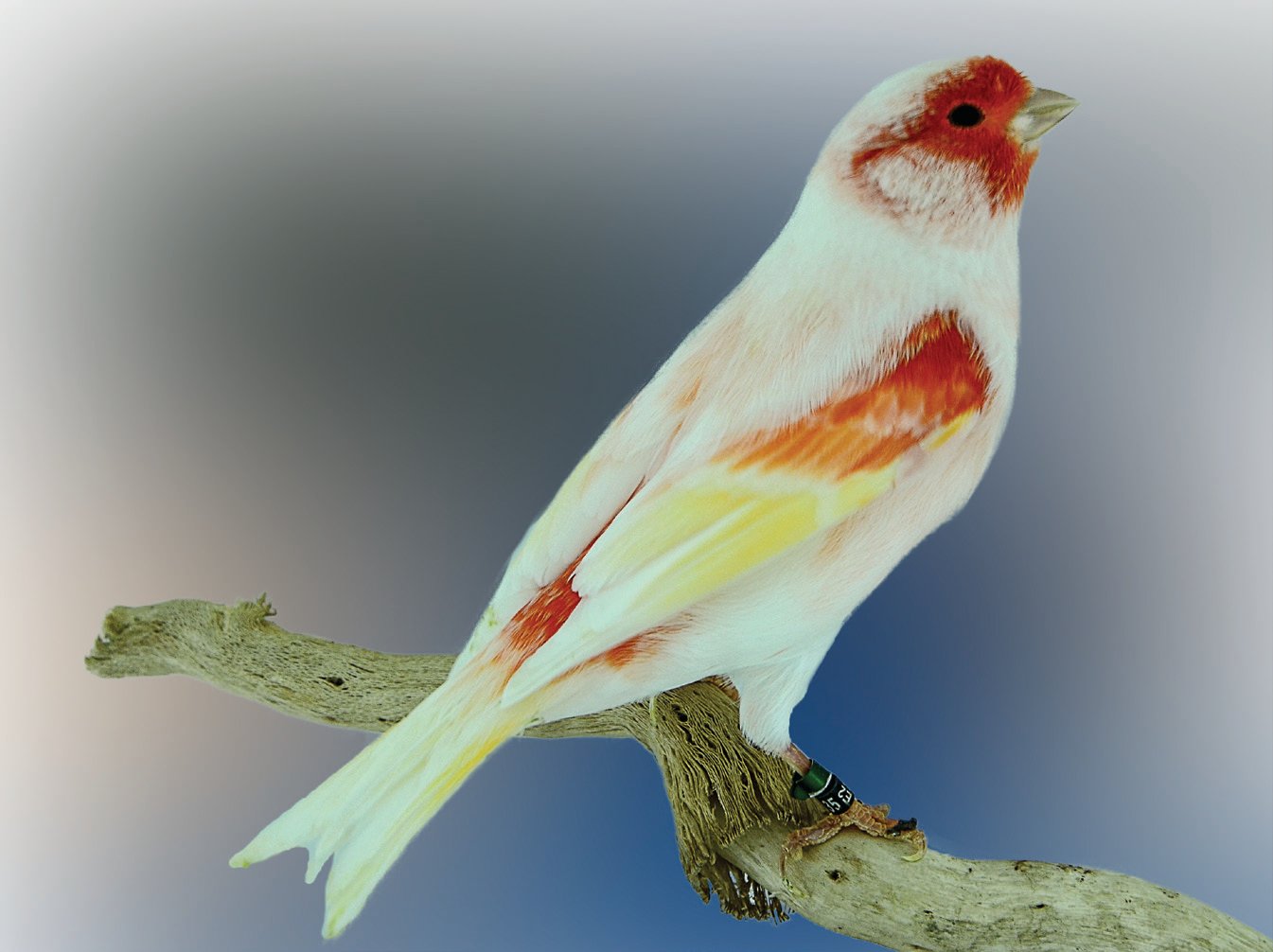 Dcha.: El máximo representante del mal llamado “doré” es el canario lipocromo Rojo mosaico. Como observamos en el ejemplar de la foto, las alas amarillentas restan contraste y espectacularidad con el lipocromo rojo. Foto y aviario: Jerónimo Parra Plazas.