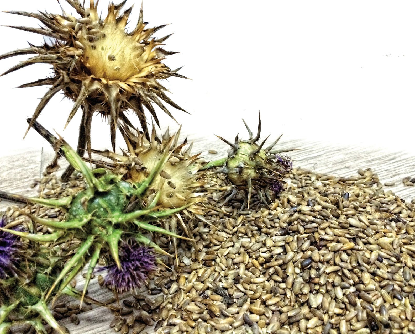 Abajo: La mayoría de protectores hepáticos están hechos a base de semillas de cardo mariano (Silybum marianum). Foto: David Martínez Caballero.