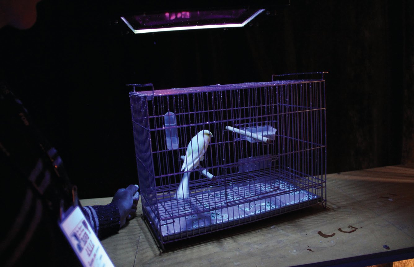 Pág. anterior: Cámara para detectar pájaros lavados con blanqueadores.
