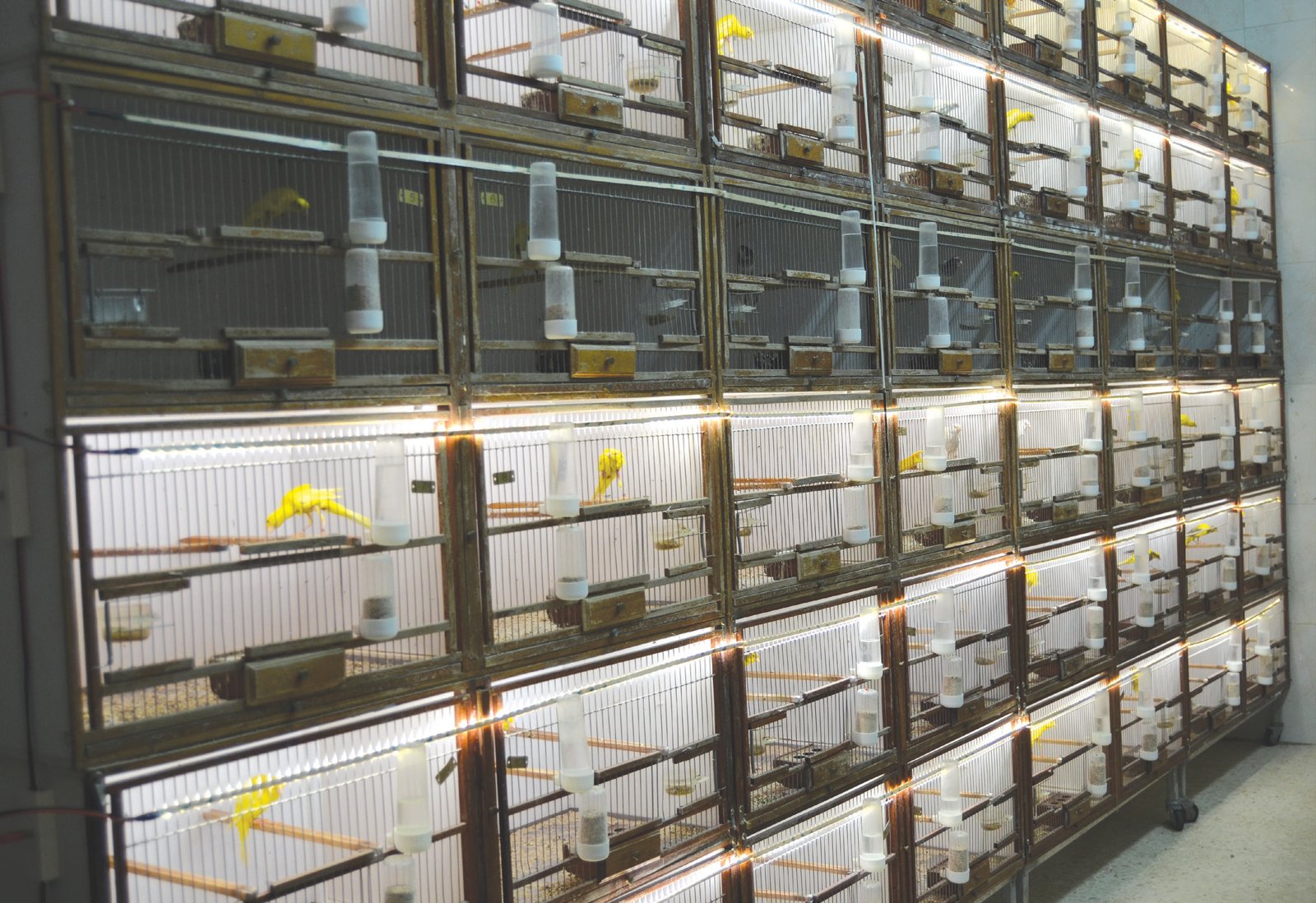 Abajo: Ejemplo de instalación, donde podemos apreciar claramente la diferencia entre las jaulas con el sistema LED y las que tan sólo dependen de la iluminación del aviario.