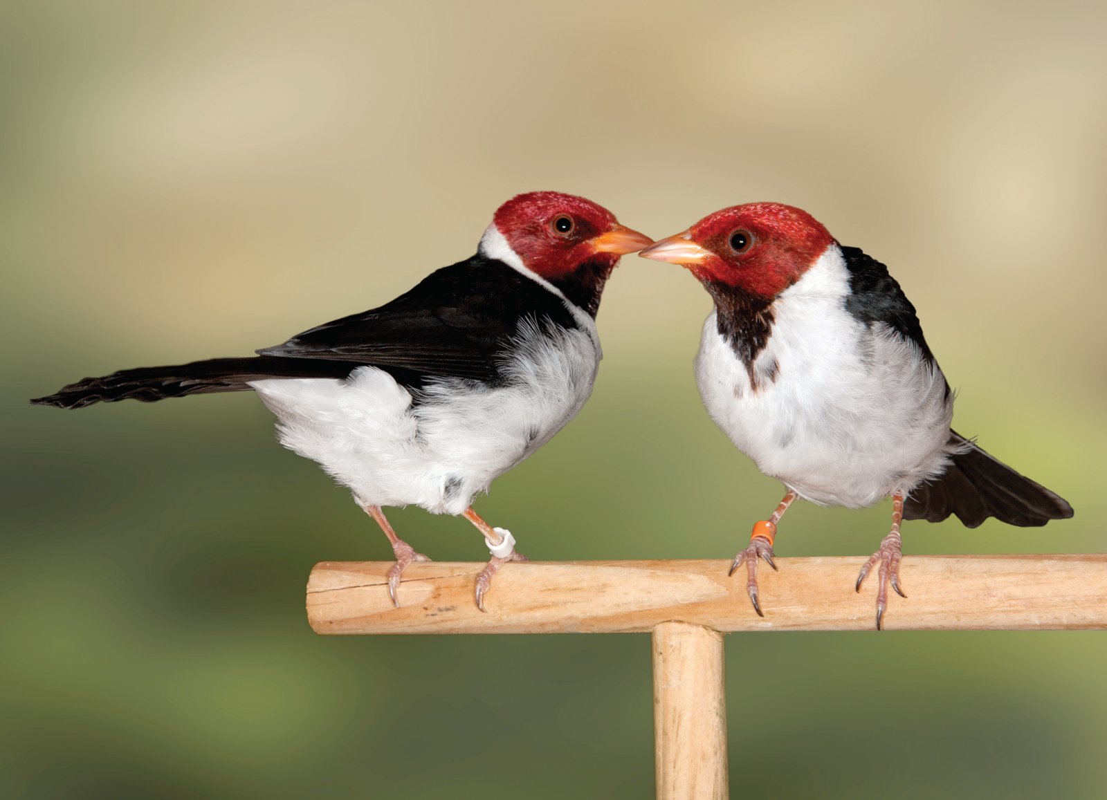 Pareja de cardenales grises de pico amarillo. A la derecha, foto de la pareja y abajo, de la hembra. Ambos muestran el mismo colorido, aunque en un examen detallado y en vivo, encontramos ligeras diferencias entre macho y hembra: la hembra tiene menos negro en la garganta y el color negro es más tenue; el rojo también se muestra más vivo en el macho y en general el macho tiene el colorido más brillante. Los jóvenes inmaturos muestran ya el colorido similar a los adultos, pero mucho más pálido y curiosamente muestran toda la zona del mentón, la garganta y parte del pecho del mismo color que el resto de la cabeza. Es al realizar la muda y adquirir el plumaje de adultos cuando se les vuelven negras estas zonas.