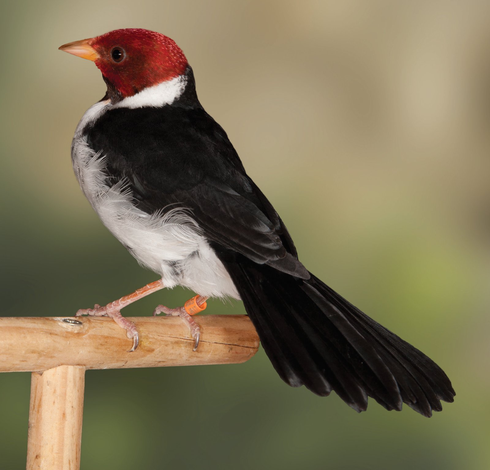 Hembra de cardenal gris de pico amarillo. A la derecha, foto de la pareja y abajo, de la hembra. Ambos muestran el mismo colorido, aunque en un examen detallado y en vivo, encontramos ligeras diferencias entre macho y hembra: la hembra tiene menos negro en la garganta y el color negro es más tenue; el rojo también se muestra más vivo en el macho y en general el macho tiene el colorido más brillante. Los jóvenes inmaturos muestran ya el colorido similar a los adultos, pero mucho más pálido y curiosamente muestran toda la zona del mentón, la garganta y parte del pecho del mismo color que el resto de la cabeza. Es al realizar la muda y adquirir el plumaje de adultos cuando se les vuelven negras estas zonas.