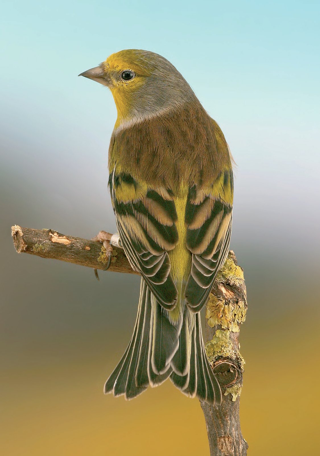 Macho de Verderón sardo corso (Carduelis citrinella corsicana). El dorso marrón es el carácter distintivo de la subespecie.