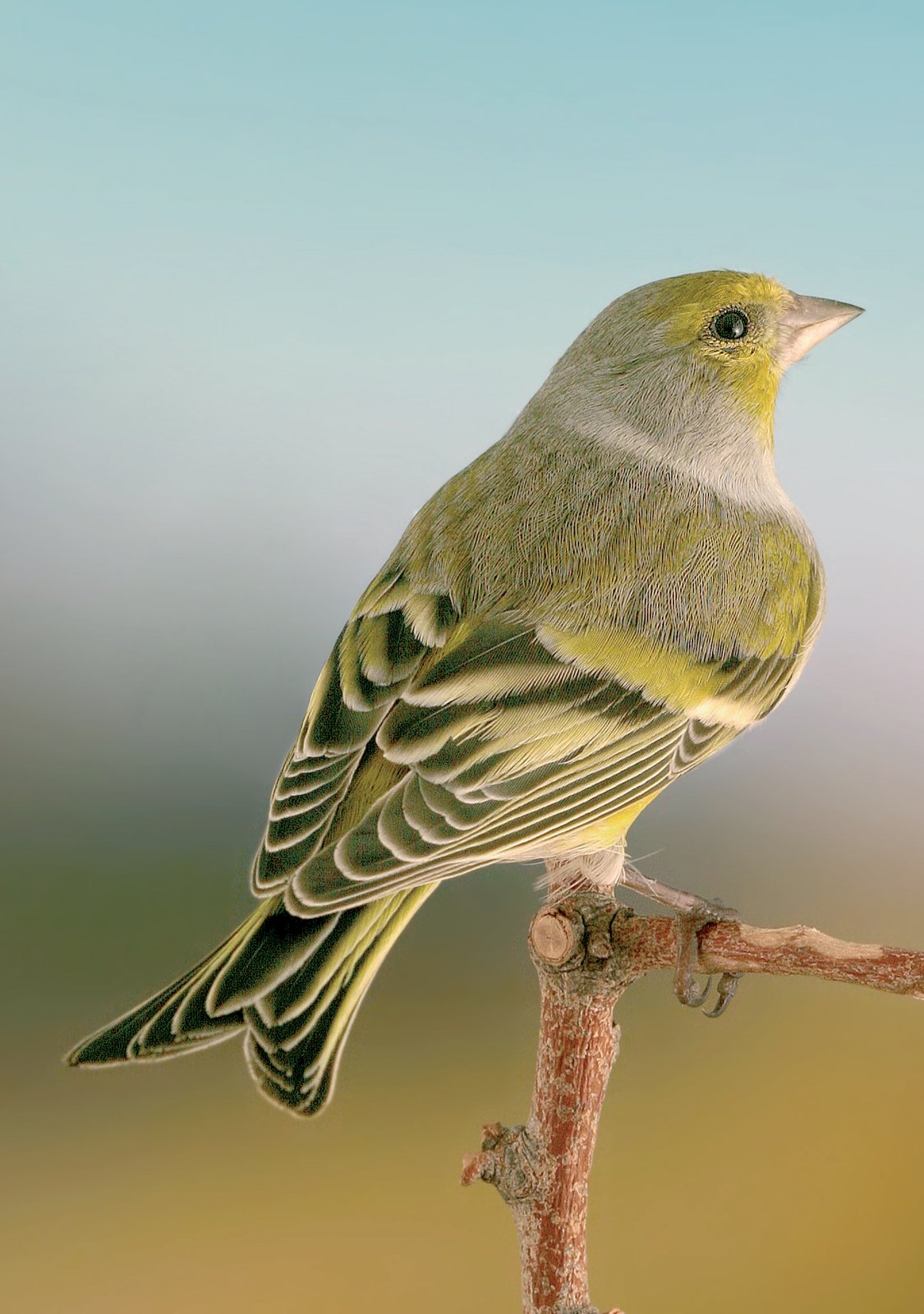 Macho de Verderón serrano continental (Carduelis citrinella citrinella). El dorso es verdoso veteado de gris y surcado por estrías brunáceas.