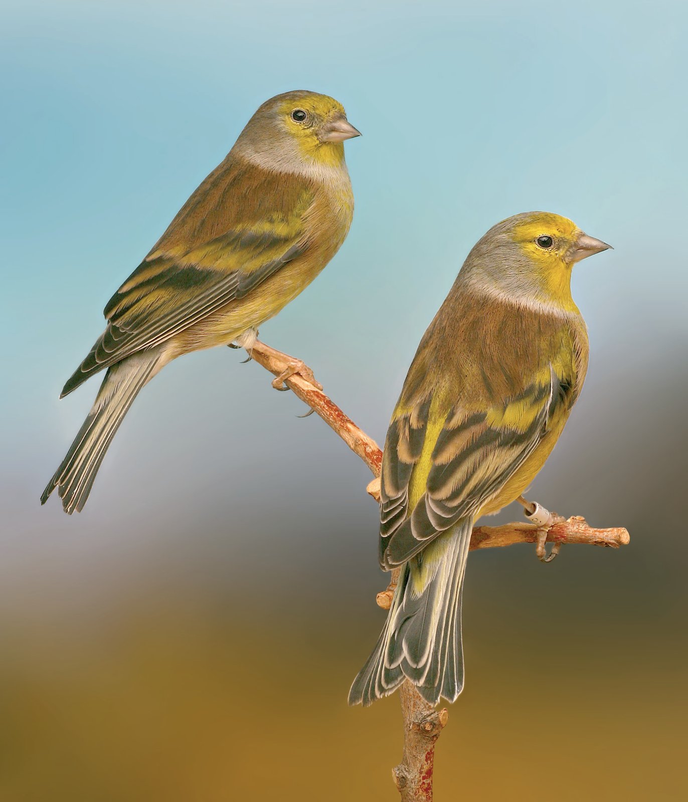 Pág. anterior: Pareja de Verderones corsos. El dimorfismo no es muy evidente y se manifiesta especialmente en el lipocromo amarillo, más extenso y brillante en el macho (a la izquierda) Foto: Alcedo.