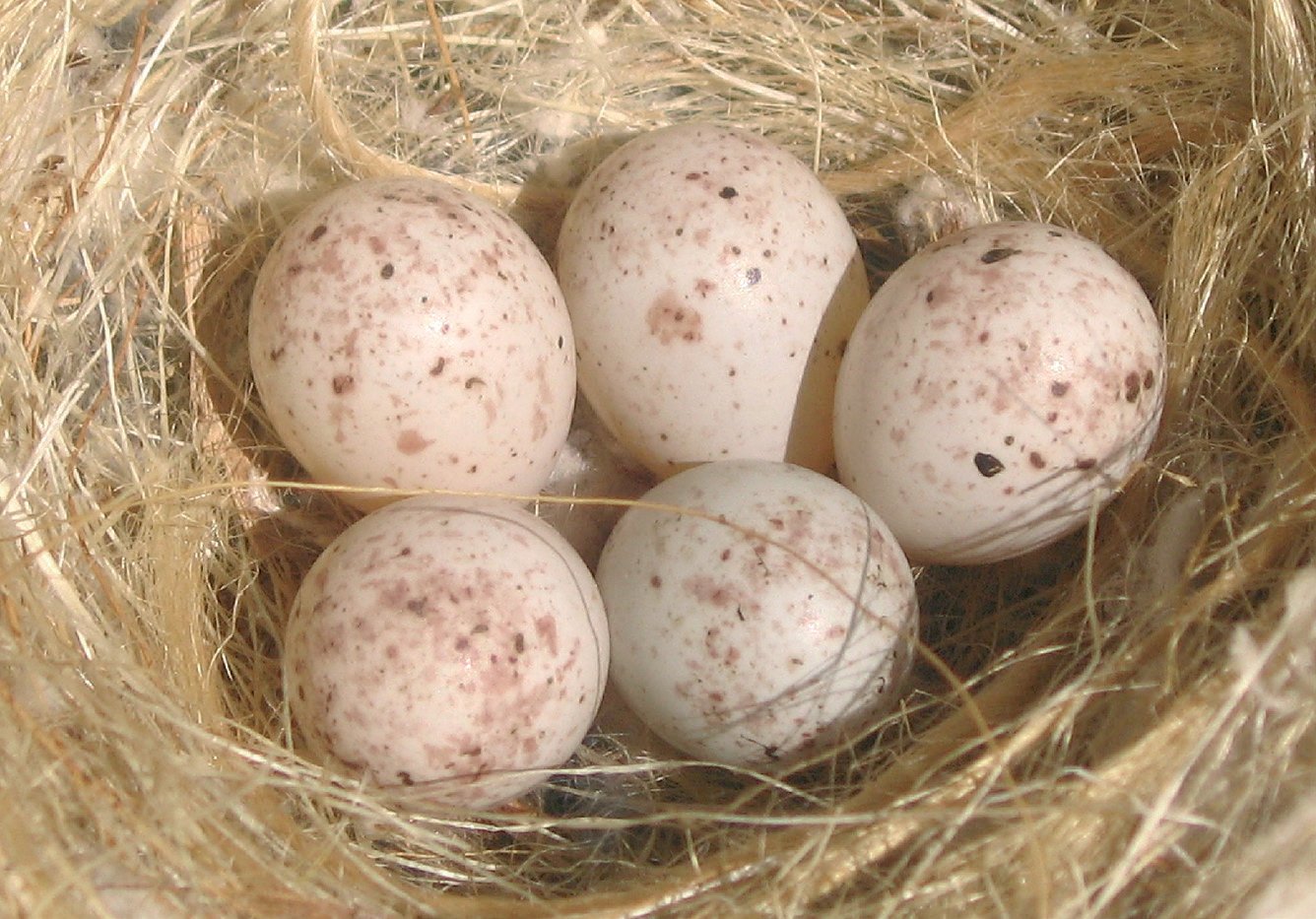 Huevos de Verderón en cautividad.
