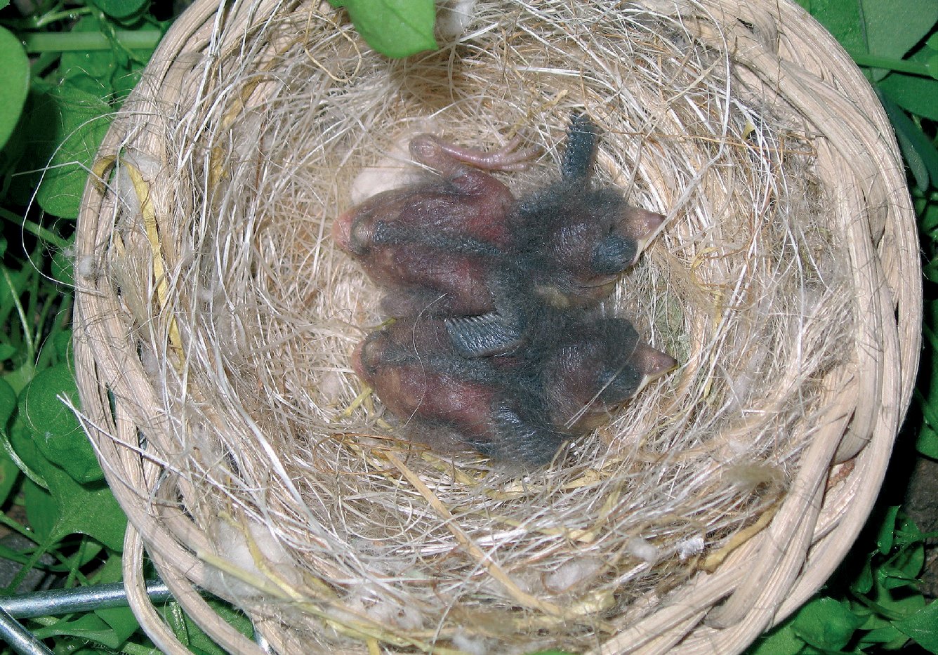 Pequeños de cuatro días.