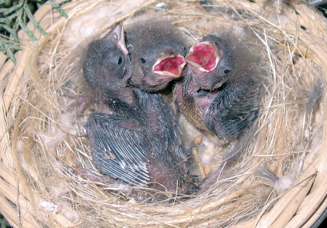 Pequeños de8 días.