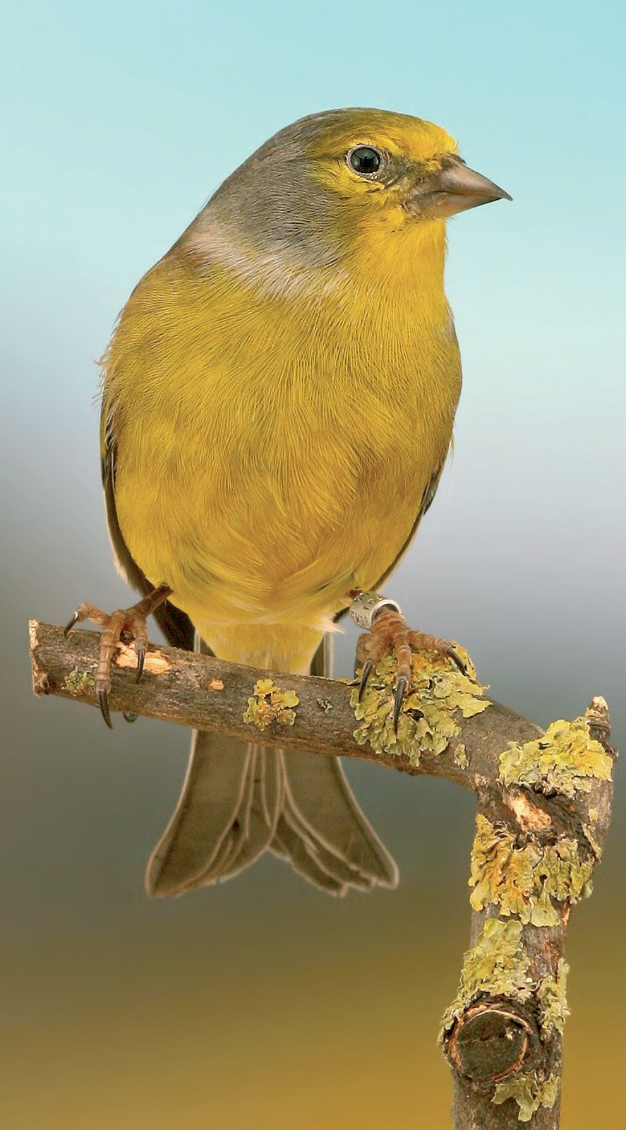 Dcha.: Vista frontal de Verderón macho subespecie S. c. corsicana. A destacar, el amarillo límpido, brillante y amplio.