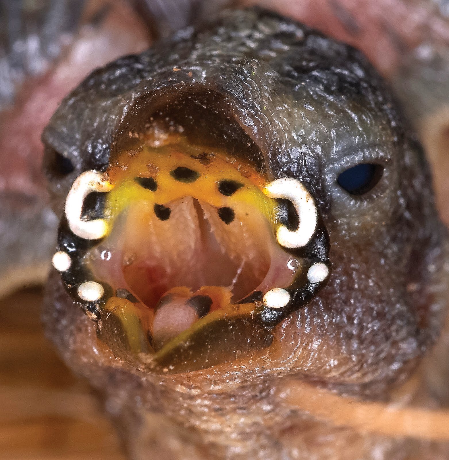 Estrilda melpoda.