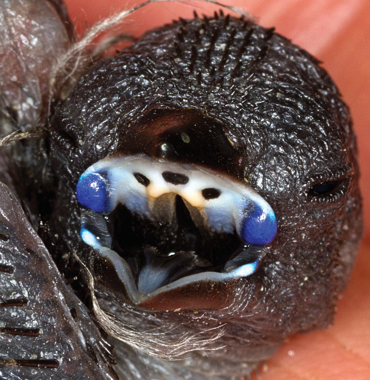 Uraeginthus granatina.