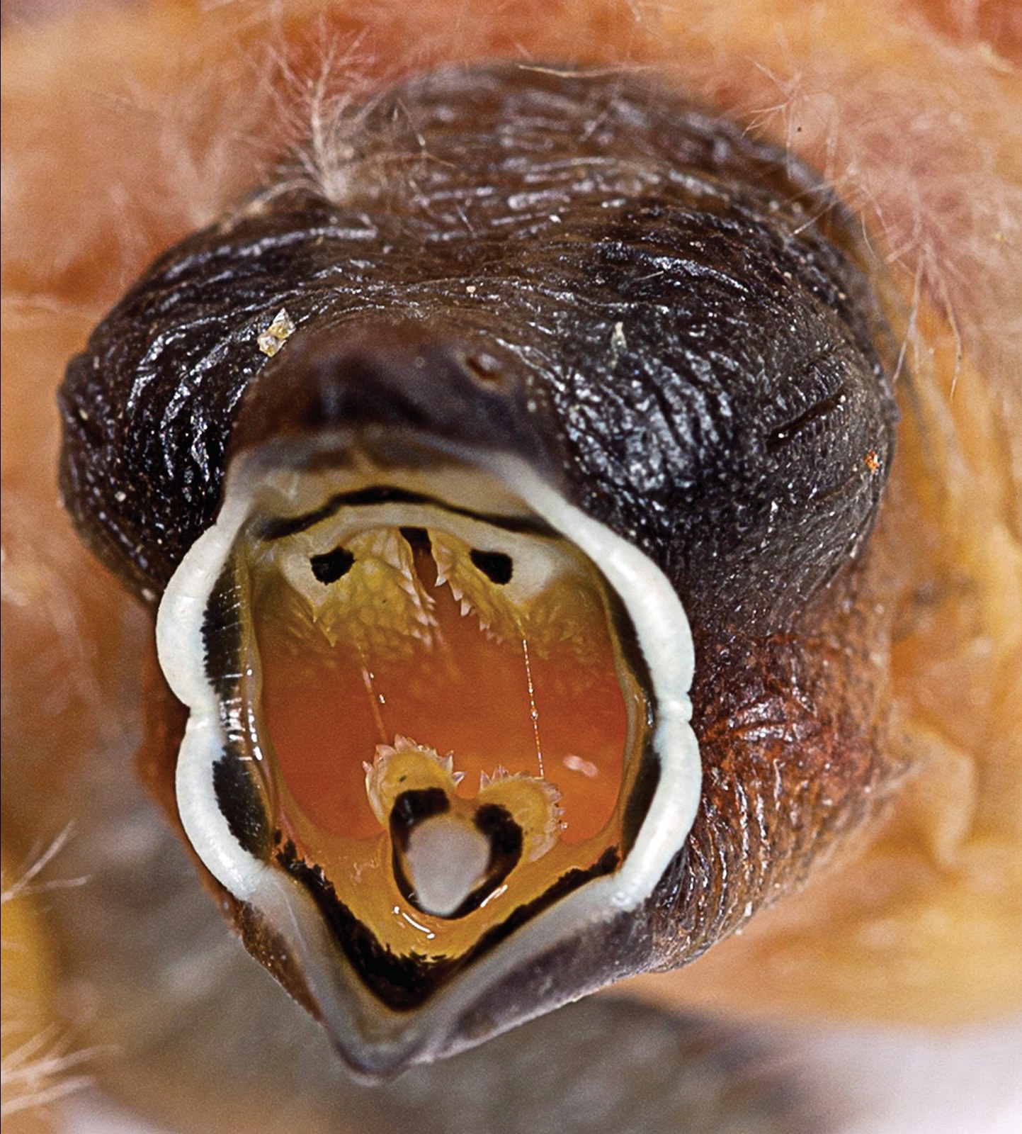 Neochmia ruficauda.