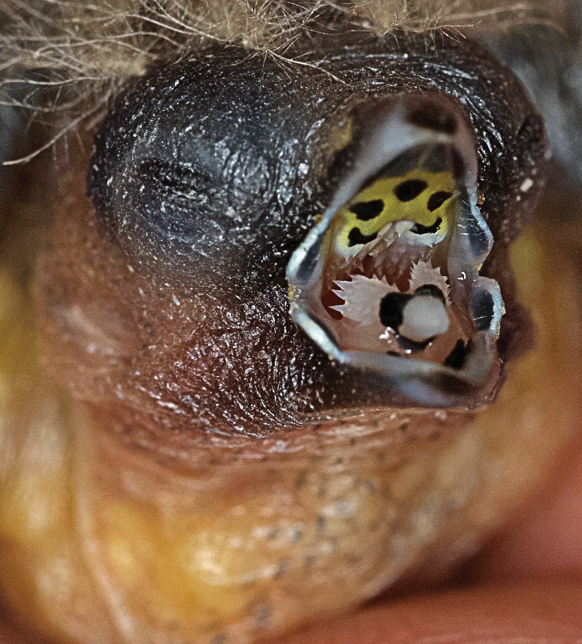 Taeniopygia gutata.