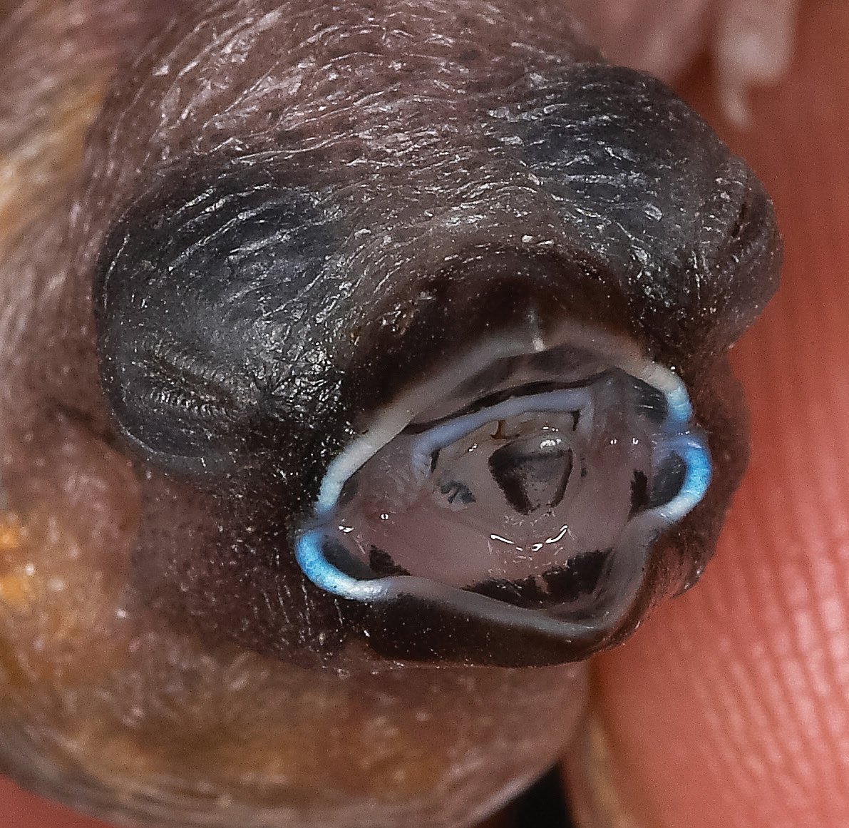 Heteromunia pectoralis.