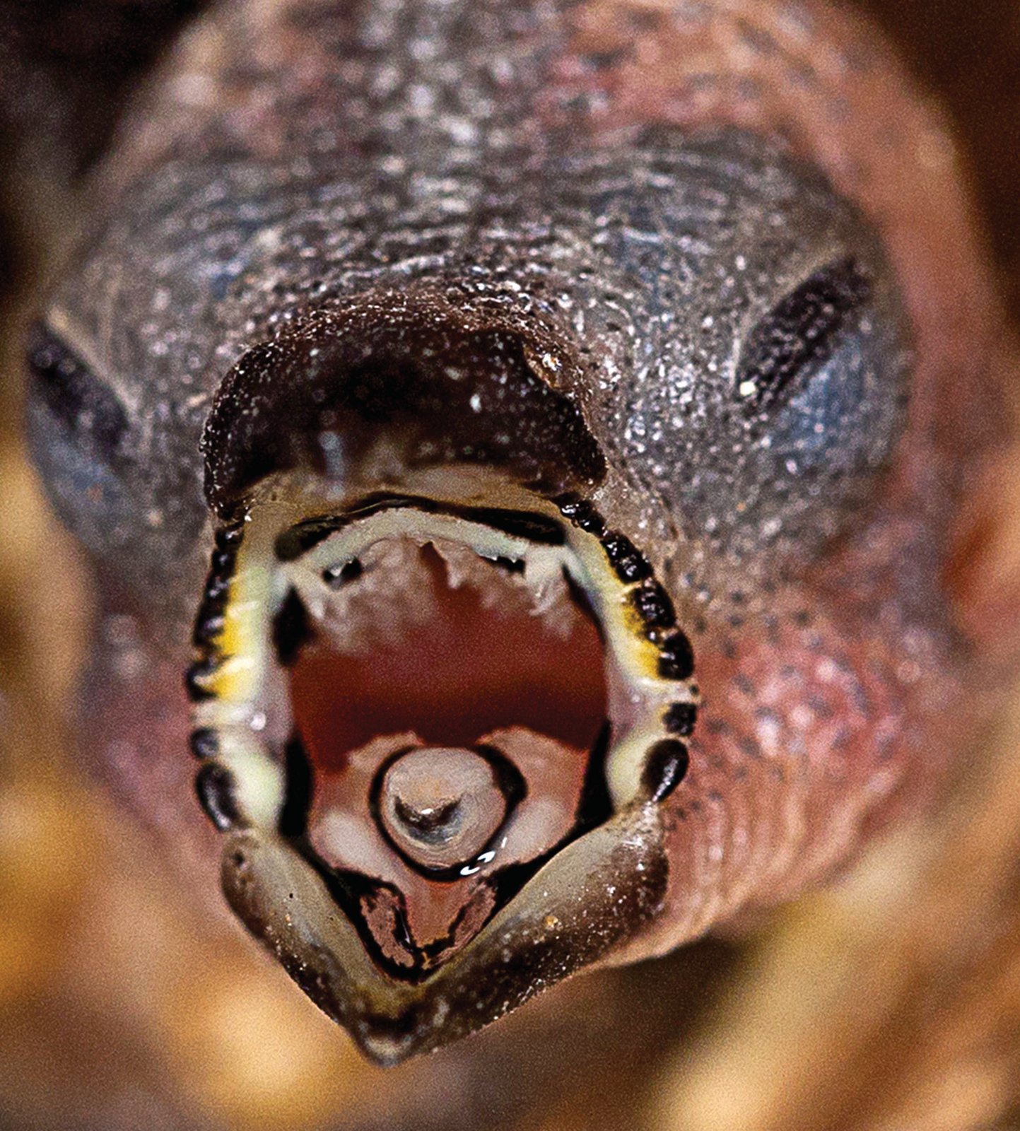 Emblema picta.