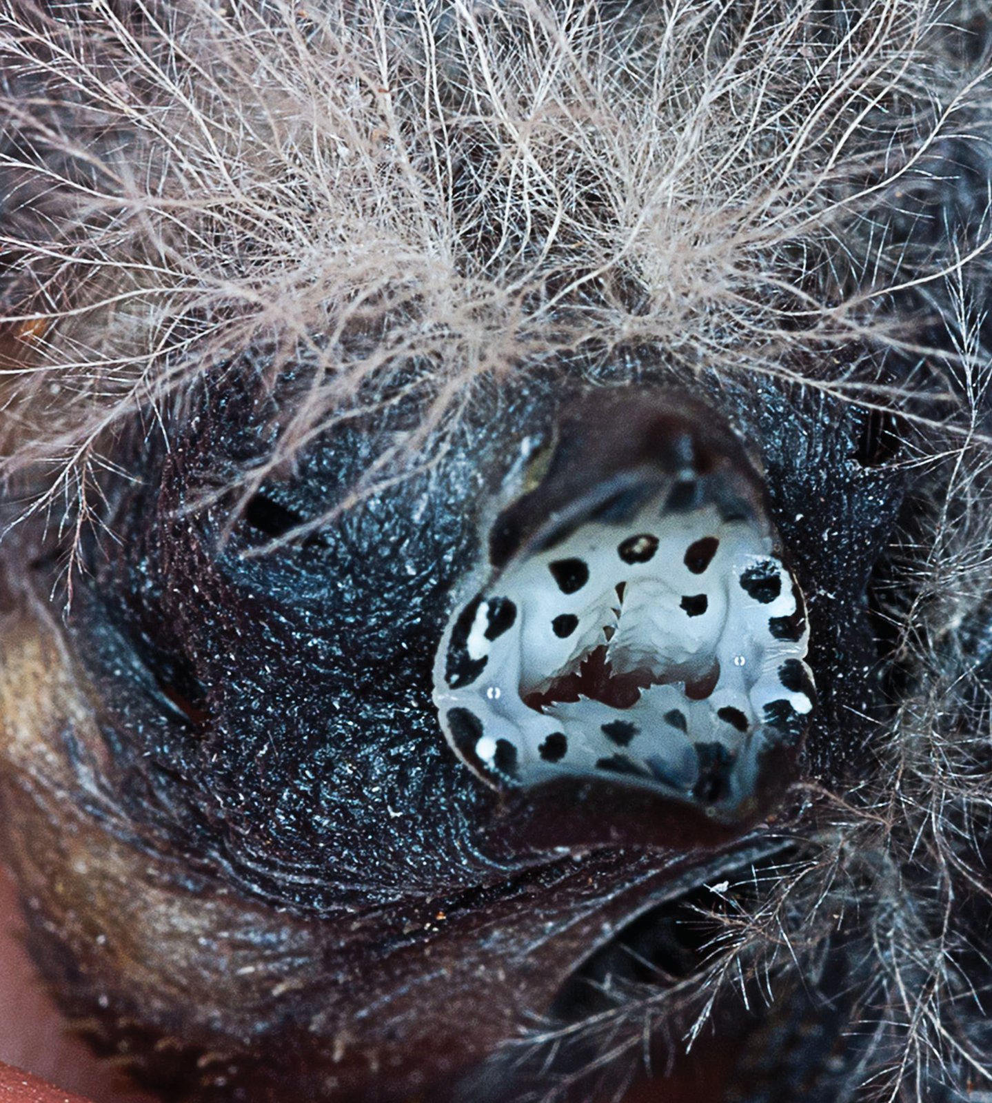 Amandava subflava.