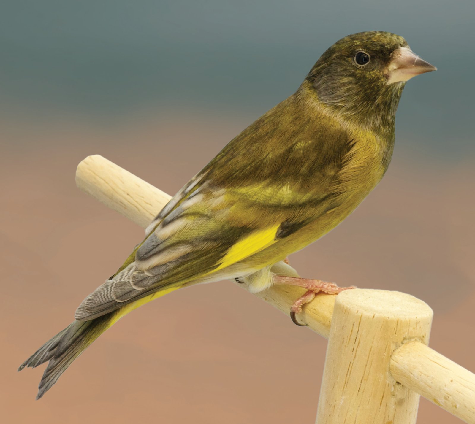 Pág. sig.: Híbrido de Carduelis magellánica x Carduelis ambigua, ya mudado, Oro en el Mundial de Bari 2014.