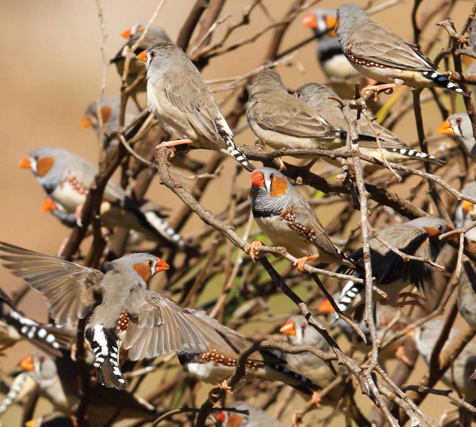 Estas aves son muy sociales, creando grandes bandadas que a su vez se hayan divididas en subgrupos familiares. Foto: Jim Bendon.