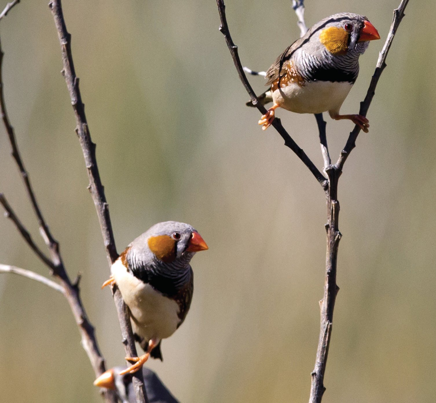 Las parejas son monógamas, permaneciendo juntas de por vida. Especie dimórfica: la hembra sin auriculares anaranjados ni barreteado pectoral/gular, flancos grisáceos sin puntos blancos. Foto: Jim Bendon.