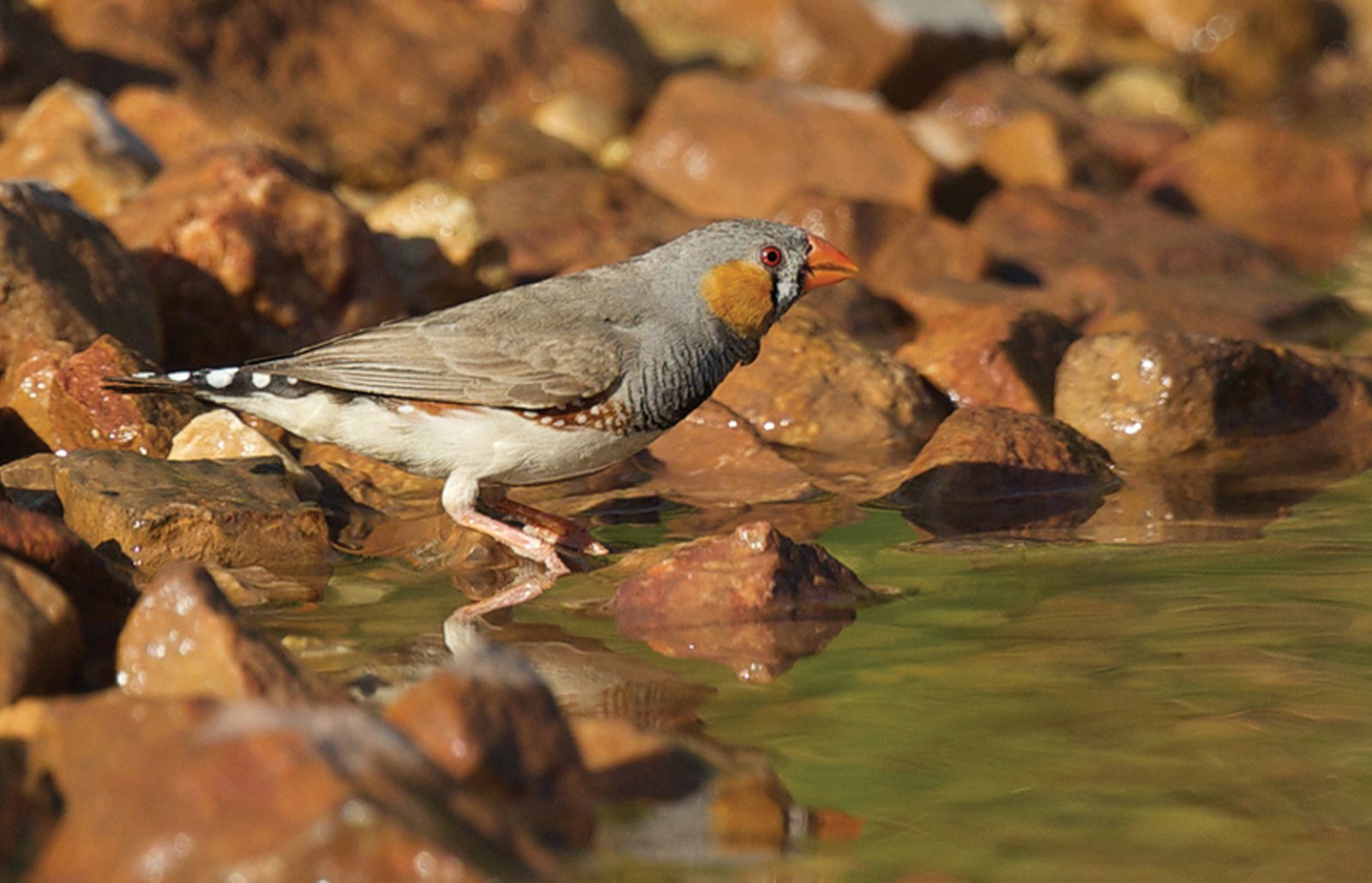 Estas pequeñas aves beben agua en superficie al aspirar el líquido elemento sin bajar ni echar hacia atrás la cabeza, manteniéndose alerta en todo momento. Foto: Julie Sunploh.