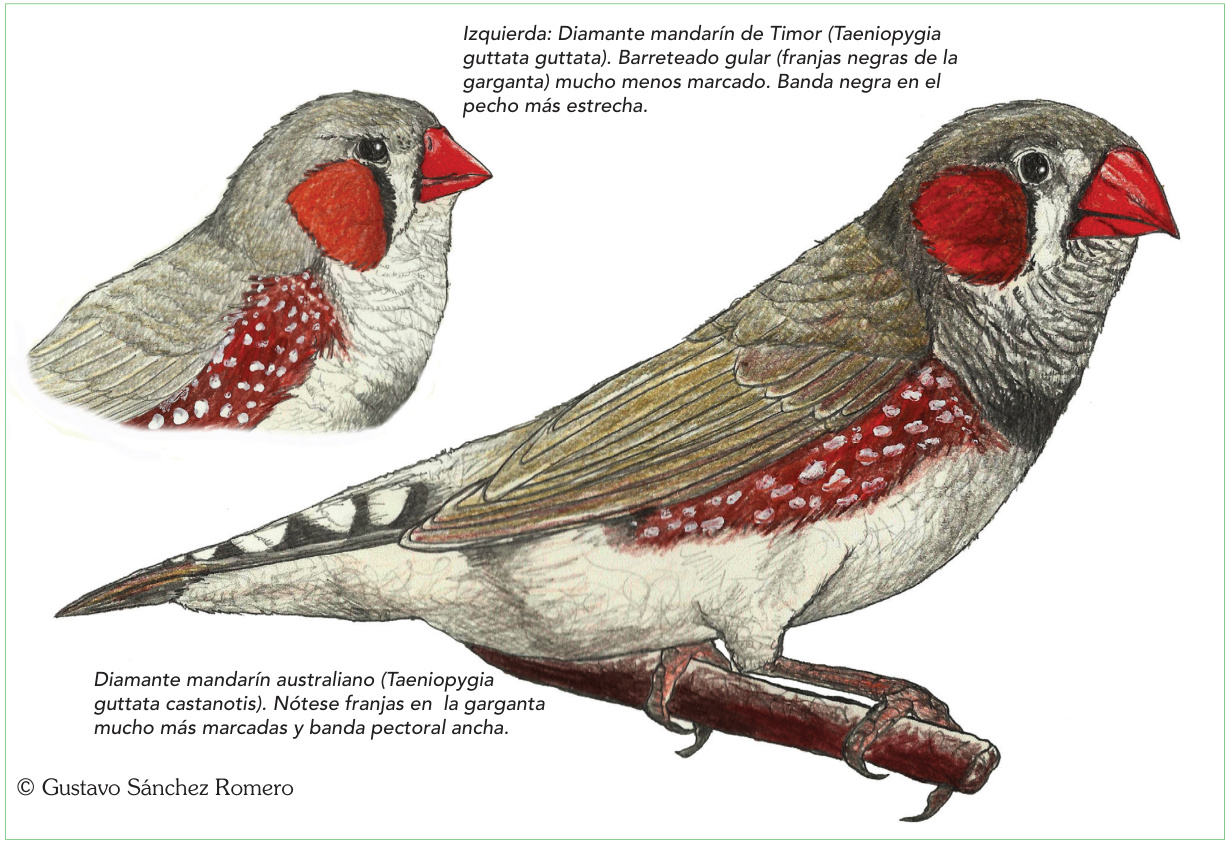 Izquierda: Diamante mandarín de Timor (Taeniopygia guttata guttata). Barreteado gular (franjas negras de la garganta) mucho menos marcado. Banda negra en el pecho más estrecha. Diamante mandarín australiano (Taeniopygia guttata castanotis). Nótese franjas en la garganta mucho más marcadas y banda pectoral ancha.