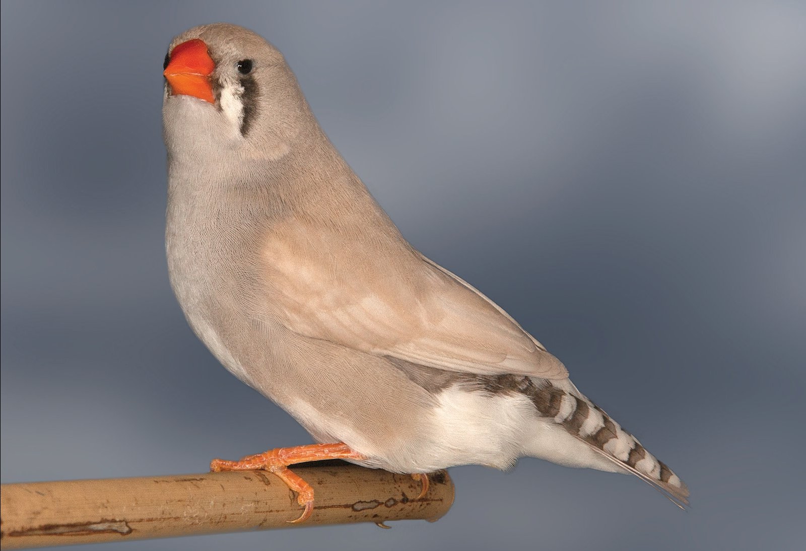 Diamante mandarín pastel dorso claro gris hembra. 3º Equipos Mundial Bari 2014.