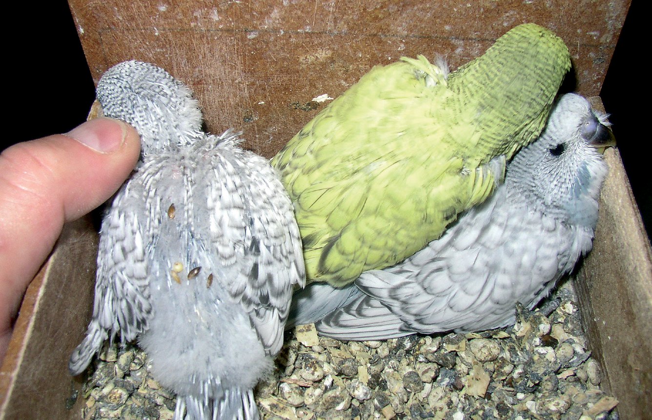 Jóvenes Spangle listos para el vuelo.