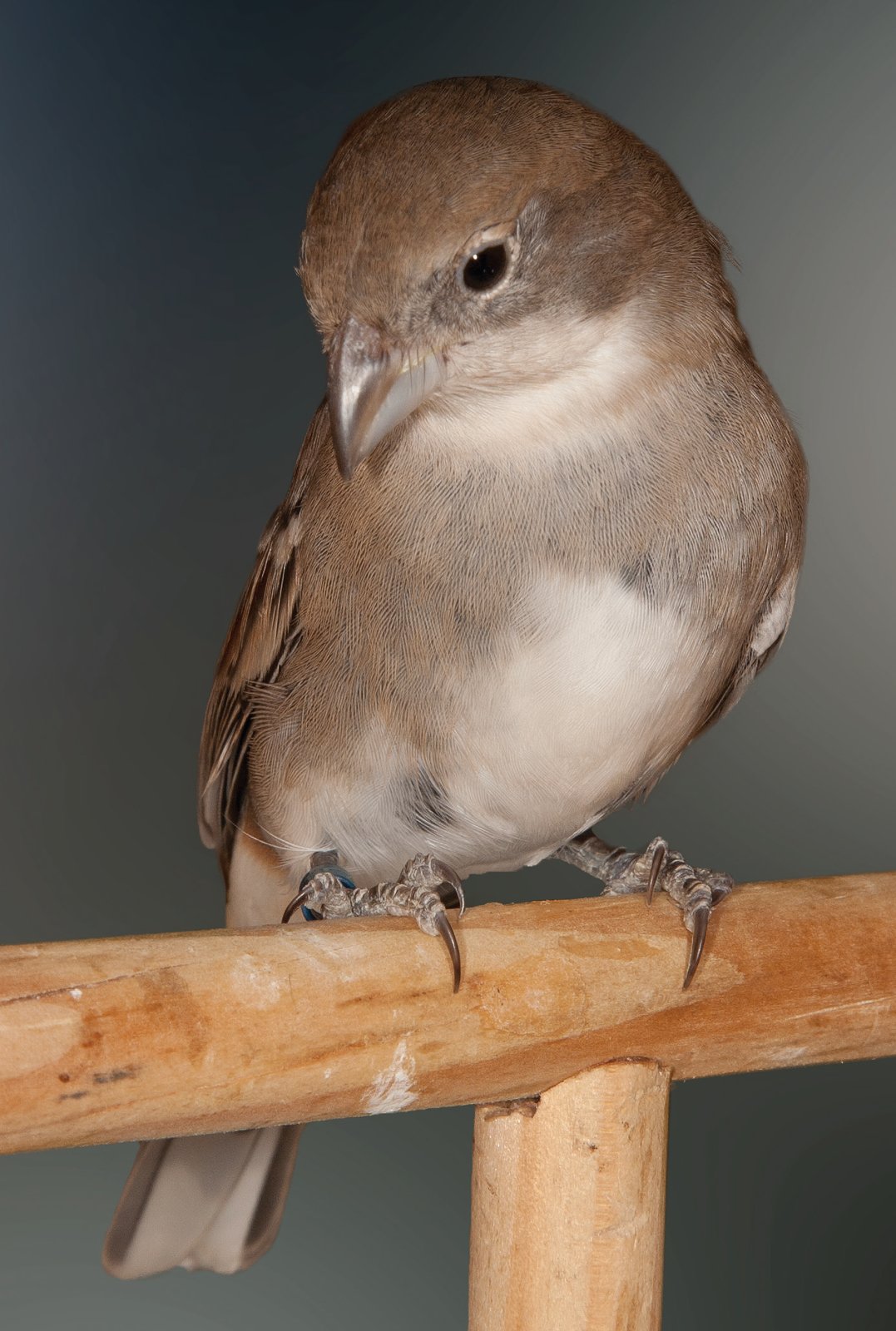 Hembra de Diuca diuca.