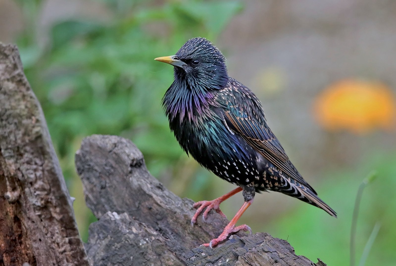 Este adulto, en plumaje reproductor, destaca por sus iridiscencias casi metálicas en tonos verdosos y violeta. Foto: Margaret Holland.