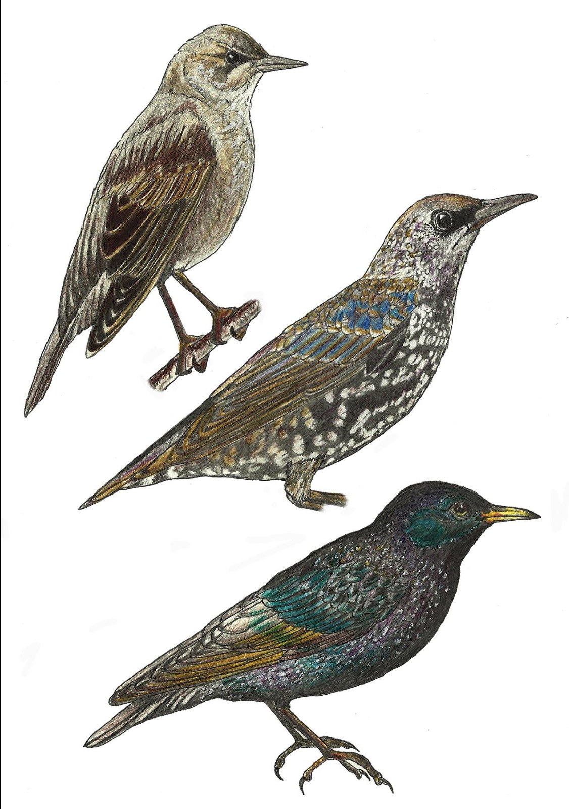 1. Juvenil. 2. Adulto no reproductor (invierno). 3. Adulto reproductor (verano).