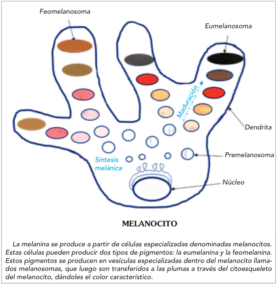 La melanina se produce a partir de células especializadas denominadas melanocitos. Estas células pueden producir dos tipos de pigmentos: la eumelanina y la feomelanina. Estos pigmentos se producen en vesículas especializadas dentro del melanocito llamados melanosomas, que luego son transferidos a las plumas a través del citoesqueleto del melanocito, dándoles el color característico.
