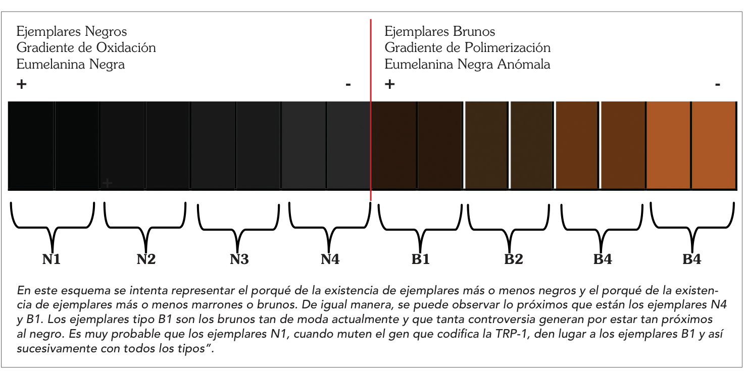En este esquema se intenta representar el porqué de la existencia de ejemplares más o menos negros y el porqué de la existencia de ejemplares más o menos marrones o brunos. De igual manera, se puede observar lo próximos que están los ejemplares N4 y B1. Los ejemplares tipo B1 son los brunos tan de moda actualmente y que tanta controversia generan por estar tan próximos al negro. Es muy probable que los ejemplares N1, cuando muten el gen que codifica la TRP-1, den lugar a los ejemplares B1 y así sucesivamente con todos los tipos”.