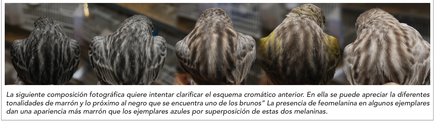 La siguiente composición fotográfica quiere intentar clarificar el esquema cromático anterior. En ella se puede apreciar la diferentes tonalidades de marrón y lo próximo al negro que se encuentra uno de los brunos” La presencia de feomelanina en algunos ejemplares dan una apariencia más marrón que los ejemplares azules por superposición de estas dos melaninas.