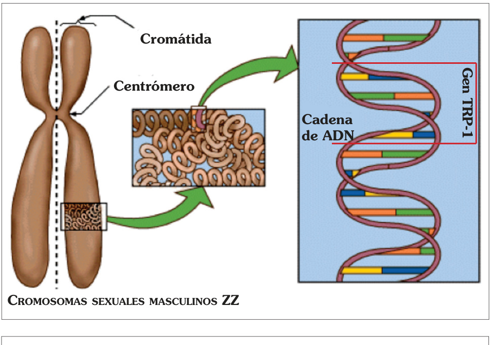 En este esquema se representan los dos cromosomas sexuales ZZ del macho de diamante mandarín y el fragmento de ADN (loci) donde se encuentra el gen responsable de sintetizar la enzima que produce eumelanina.