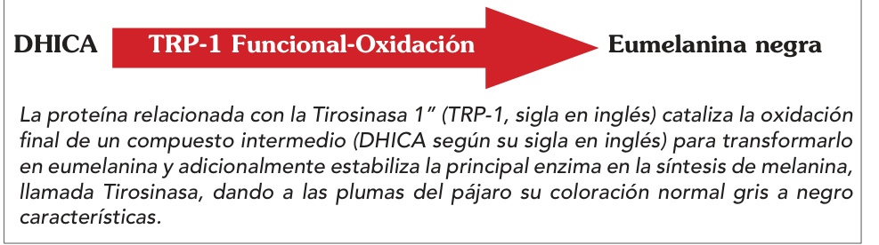 La proteína relacionada con la Tirosinasa 1” (TRP-1, sigla en inglés) cataliza la oxidación final de un compuesto intermedio (DHICA según su sigla en inglés) para transformarlo en eumelanina y adicionalmente estabiliza la principal enzima en la síntesis de melanina, llamada Tirosinasa, dando a las plumas del pájaro su coloración normal gris a negro características.