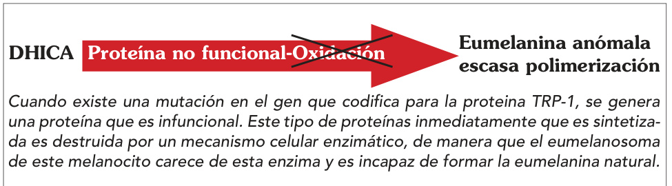 Cuando existe una mutación en el gen que codifica para la proteina TRP-1, se genera una proteína que es infuncional. Este tipo de proteínas inmediatamente que es sintetizada es destruida por un mecanismo celular enzimático, de manera que el eumelanosoma de este melanocito carece de esta enzima y es incapaz de formar la eumelanina natural.