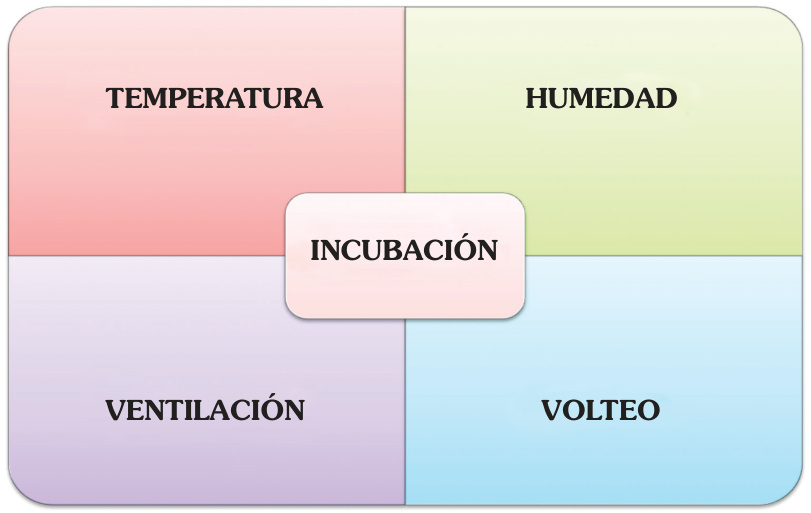 Factores de la incubación: temperatura, humedad, ventilación y volteo.