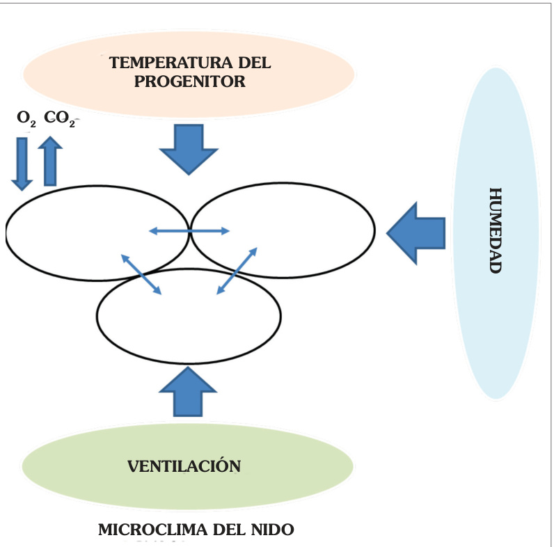 Microclima del nido: temperatura del progenitor, intercambio de gases, humedad y ventilación.