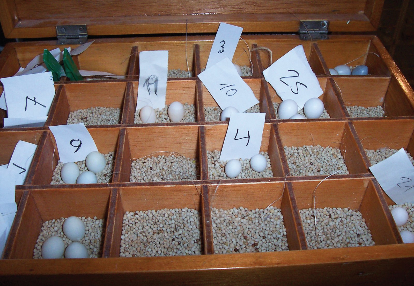 Caja de madera compartimentada donde se guardan los huevos de las distintas especies a reproducir mediante el empleo de Isabelas del Japón como nodrizas. En este caso, la caja dispone de tapa abatible y el relleno es de semillas de perilla blanca. La identificación de la pareja de la que proceden los huevos se realiza mediante cartones o papeles rotulados con el número de pareja o jaula, lo cual es más útil que si los casilleros estuviesen rotulados con un número prefijado.